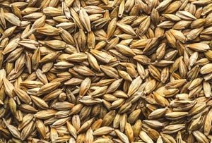 nutriko-barley-min