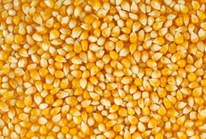 nutriko-corn1-min