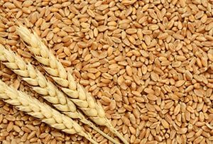 nutriko-wheat-min
